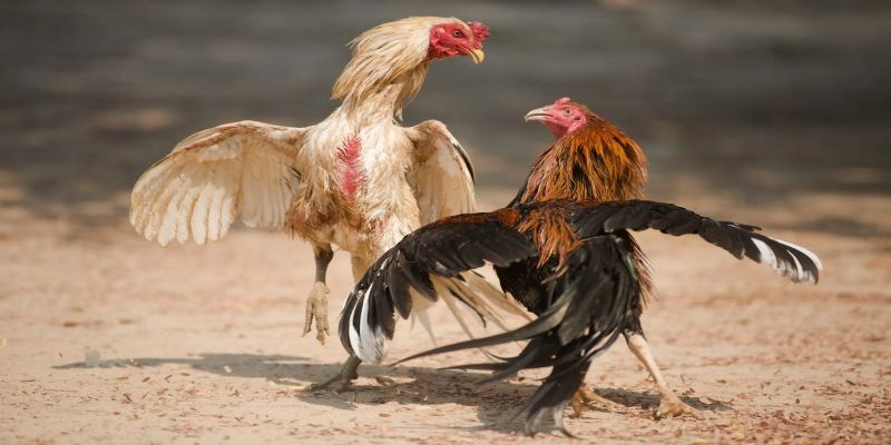 Bí quyết cược đá gà cựa sắt