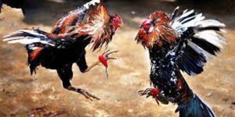 Cược đá gà cựa sắt GO88