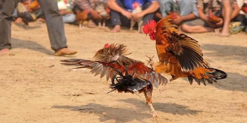 Đá gà Campuchia 12BET với nhiều quy tắc hay