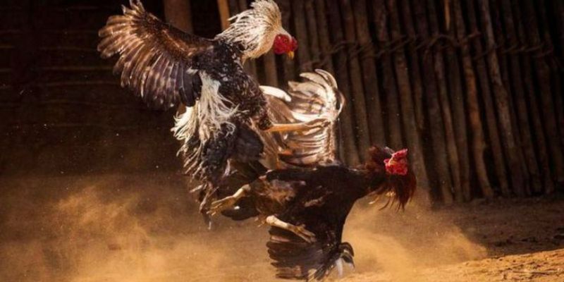 Điểm đặc biệt tại GO88