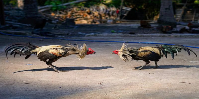 Sự lựa chọn hoàn hảo