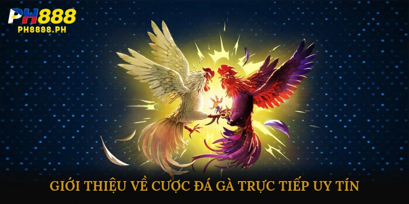 Giới thiệu về cược đá gà trực tiếp uy tín