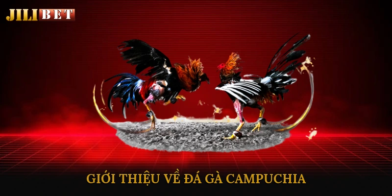 Giới thiệu về đá gà Campuchia