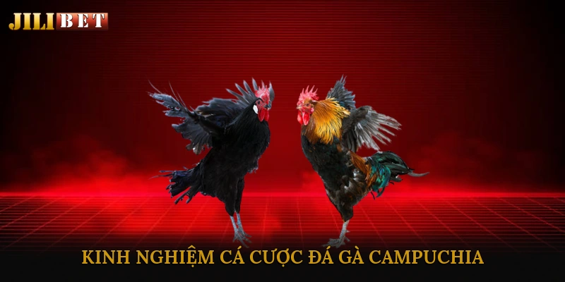 Kinh nghiệm cá cược đá gà Campuchia