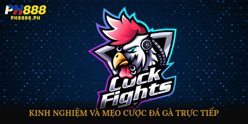 Kinh nghiệm và mẹo cược đá gà trực tiếp