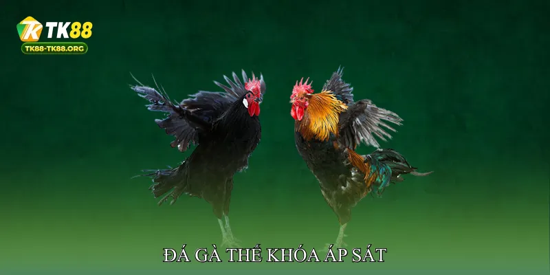 Đá gà thế khóa áp sát