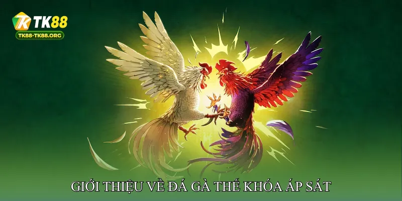 Giới thiệu về đá gà thế khóa áp sát