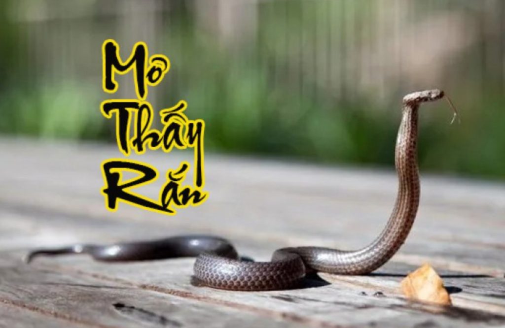 Giấc mơ về rắn sẽ thể hiện nhiều ý nghĩa khác nhau