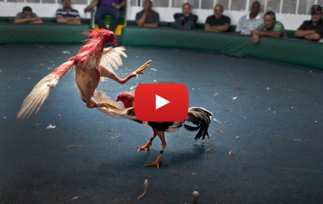 Nắm rõ luật để cược đá gà hiệu quả nhất