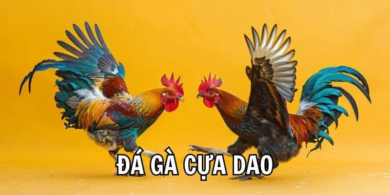 Đá gà cựa dao là hình thức giải trí quá quen thuộc
