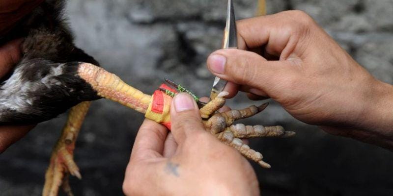 Đa dạng sự lựa chọn về trận đấu đá gà cựa dao