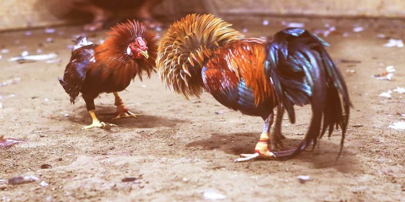 Áp dụng kinh nghiệm cược đá gà của cao thủ